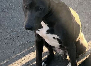 Bull greyhound Lurcher