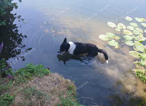 Welsh Border Collie