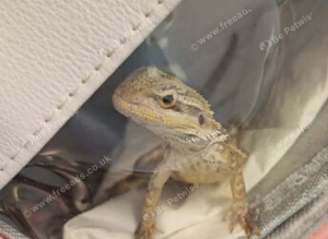 Bearded Dragon still a baby friendly, only gotten him recently he eats insects hunting himself, he's intelligent, calm, patient, not skittish, if hand