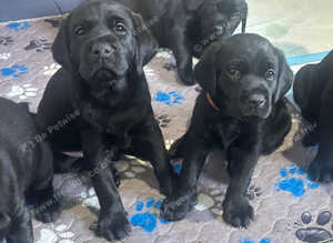 Chunky working black labrador puppies