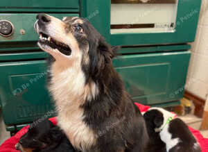 Sheep dog puppies for sale