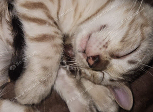 Snow and brown bengal kittens