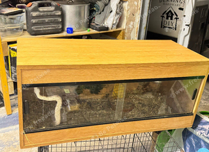 Boa with Viv for sale