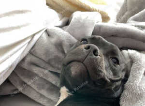 Staffordshire bull terrier