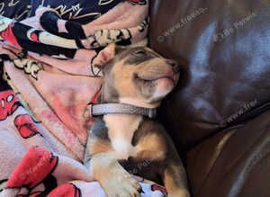 Pet sitting and dog walking