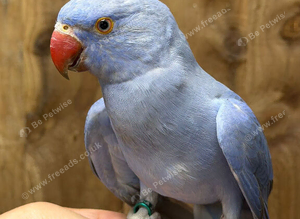 Baby ringneck parrot