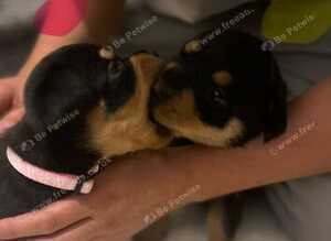 Rottweiler puppies