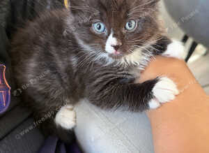 Kittens for sale