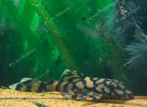 L519 RIO IT&Eacute;NEZ HONEYCOMB PLECOS