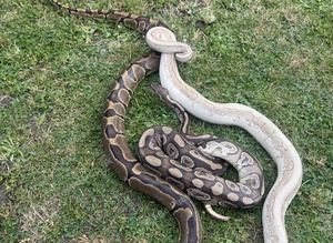 pair of royal pythons