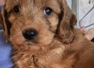 Dolly lovely Cavapoo needs a forever home