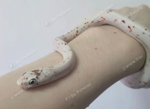 Palmetto corn snake