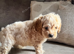 Stunning American cockapoo babies available.
