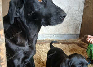 Chunky labrador pups