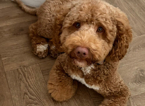 Proven red cockapoo