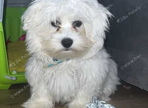 Beautiful Maltese puppy looking for a new home