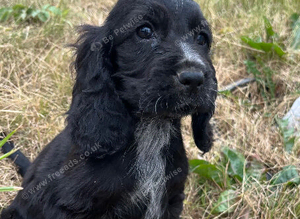 Show type cocker spaniel puppies