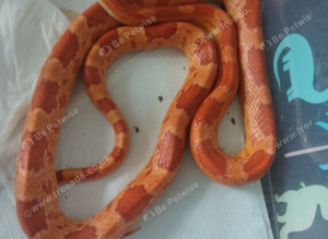 3 corn snakes for sale