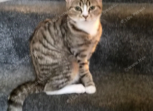 Cat for sale