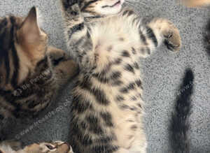 Kittens ready now