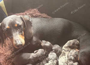 Dash hound puppie