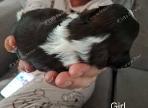 7 Beautiful Shih Tzu Puppies