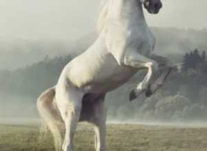Schooling/ training