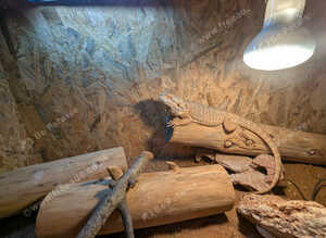 Breaded dragon