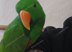 Eclectus for sale in wishaw