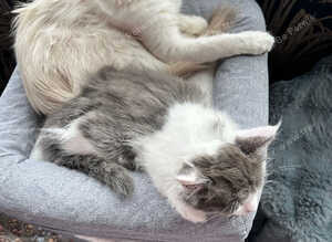 Main coon x ragdoll kittens