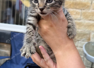 Bengal/savanna