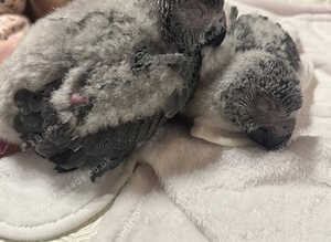 Hand reared Congo African grey