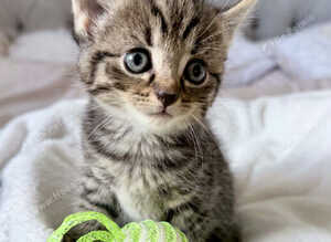 Kittens