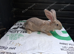 Flemish giant titanic buck babys