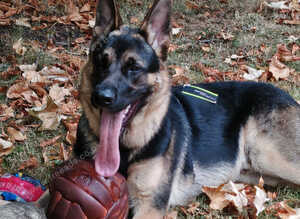 GERMAN SHEPHERD