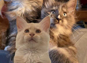 Gorgeous pedigree kittens