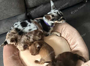 Beautiful Thailand chihuahuas