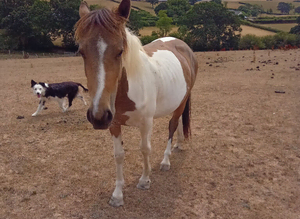Dun&white  filly sold