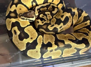 Snake and viv