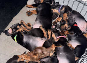 Dachshund puppy&rsquo;s ready now/vaccinated