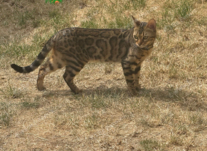 Young Bengal Queen