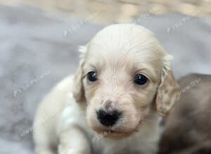 KC reg, English cream Miniature Dachshund puppies