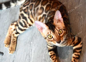 Beautiful Bengal kitten