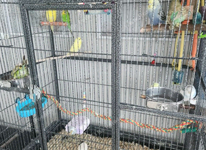 Budgies ready to go ️ &zwj;