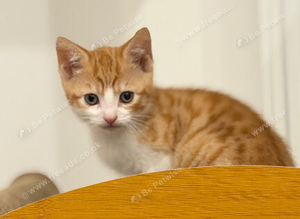 Cuddle-Bug Ginger Boy Looking for Forever Home &ndash; All Vet Work Done! ️