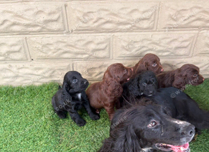 Cockapoo puppies