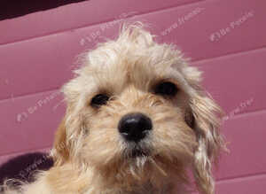 Fluffy Jackapoo &times; Cavalier King Charles Spaniel Puppy