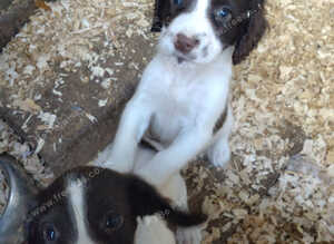 Sprocker puppies