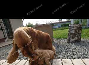 KC REGISTERED WORKING COCKER PUPPY