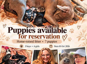 Puppies For Sale:)